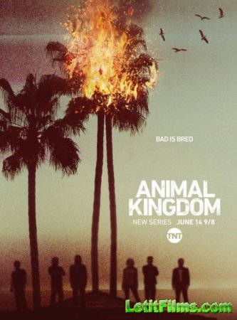 Скачать По волчьим законам / Animal Kingdom - 1 сезон (2016)